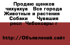 Продаю щенков чихуахуа - Все города Животные и растения » Собаки   . Чувашия респ.,Чебоксары г.